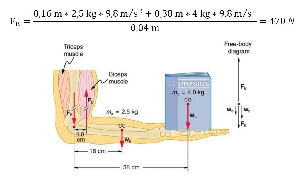 Spinal Anatomy Diagram