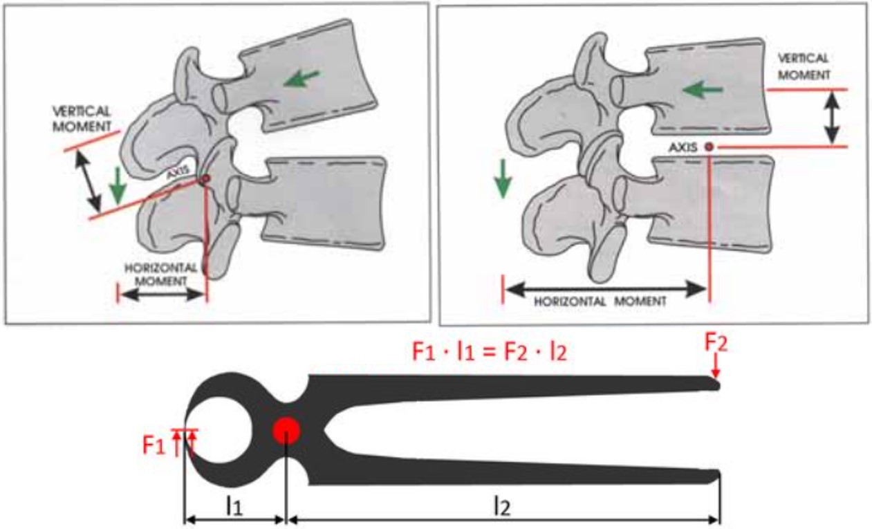 Spinal Anatomy Diagram